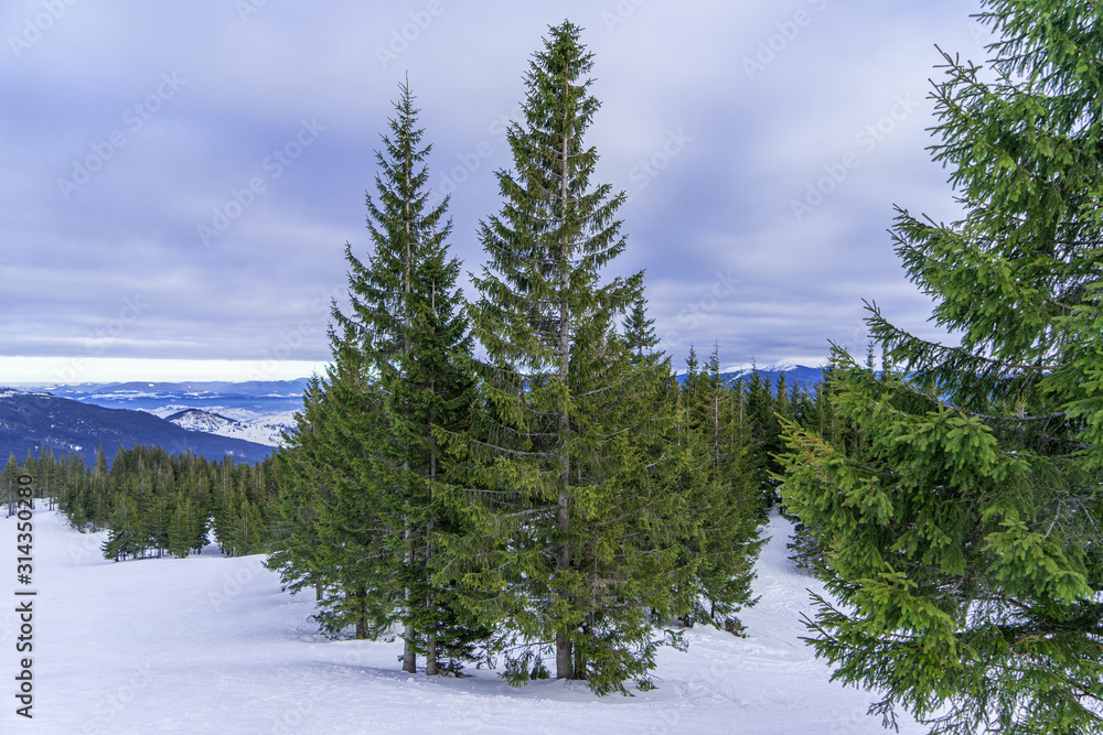 Fototapeta premium A Christmas trees on the snow mountain