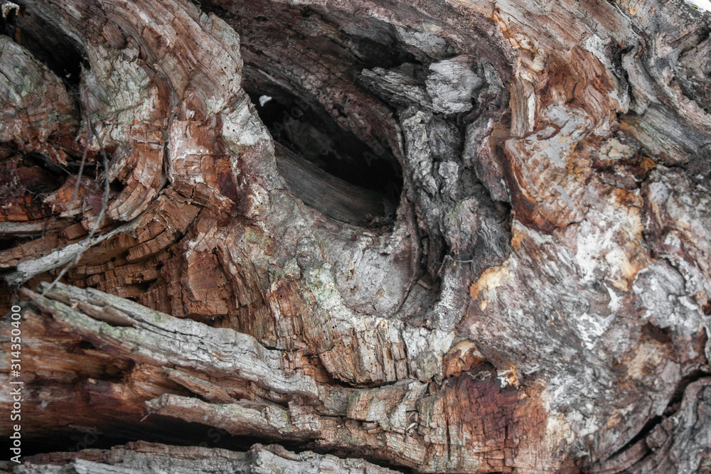 Tree bark close-up. Bark of an old tree with flaws, side view. Tree bark close-up. Bark of an old tree with flaws, side view.