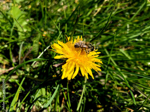 Common dandelion blooming with a bee on it
