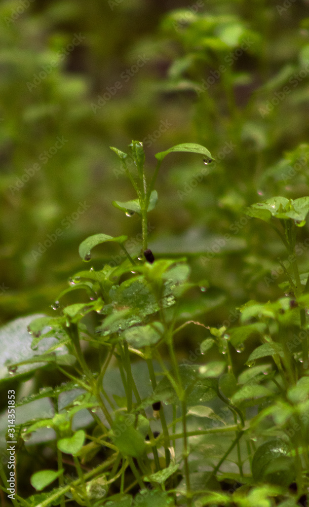 Planta no bosque Planta no bosque