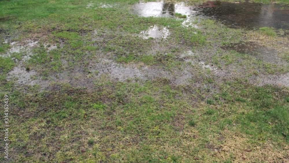 Rain on Lawn with Poor Drainage. Pan to the Right. 4k Rain on Lawn with Poor Drainage. Pan to the Right. 4k