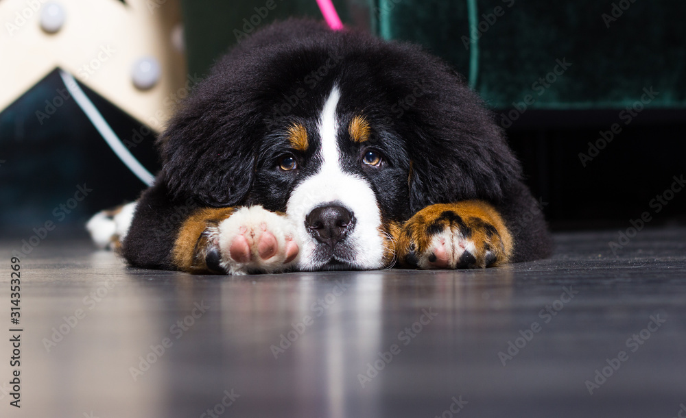 face, closeup, sad, bernese mountain dog, lying, head, beautiful, berner, dog, animal, puppy, cute, black, white, pedigree, bernese, portrait, canine, purebred, pet, background, brown, domestic, young