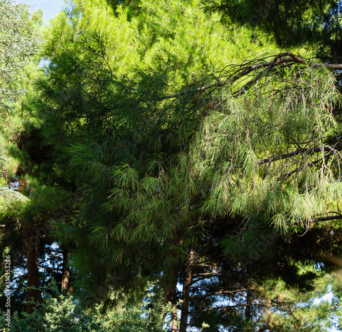Close-up of long green needles Italian Stone pine (Pinus pinea), umbrella or parasol pine in Aivazovsky landscape park (Park Paradise) in Partenit, Crimea