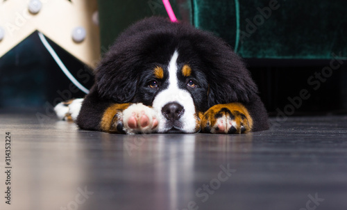 face, closeup, sad, bernese mountain dog, lying, head, beautiful, berner, dog...