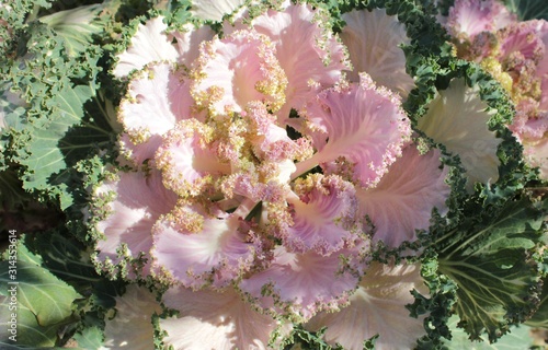 Decorative cabbage with pink  white and green leaves.