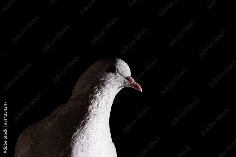 white pigeon close up in the dark white pigeon close up in the dark