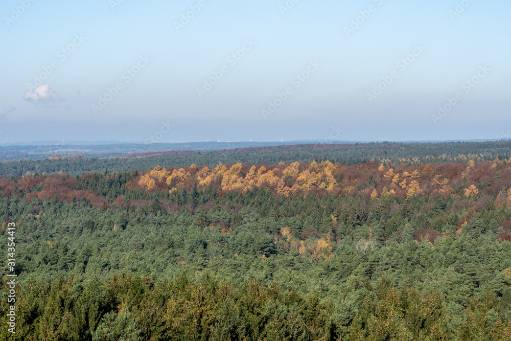 Green pine trees forests with orange and red color in Lüneburg Heide Wildlife Park heathland