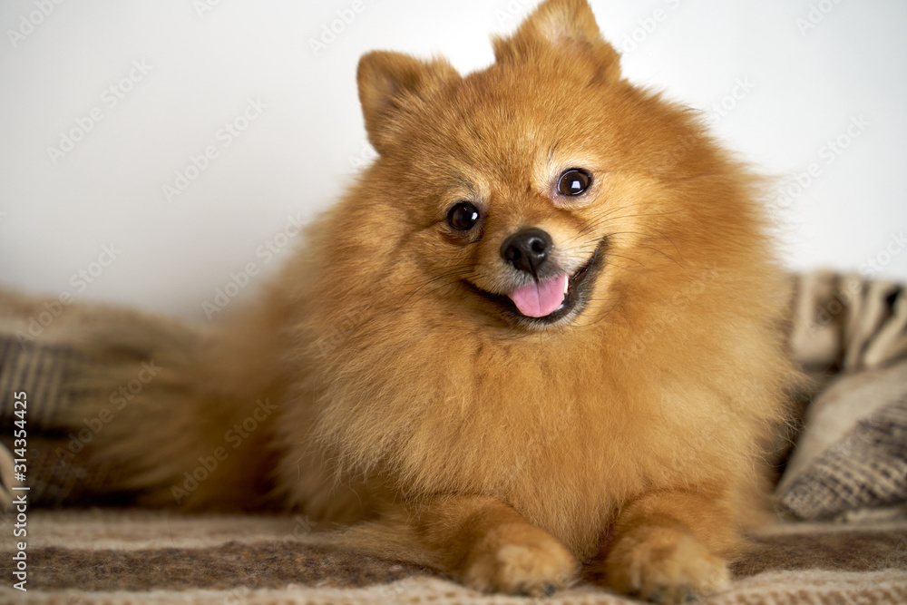 Beautiful photo of German Spitz ginger color with eyes button with standing ears sticks out tongue turns head on side smiles laughs lies on blanket. Close-up portrait of dogs muzzle. shot of animal Beautiful photo of German Spitz ginger color with eyes button with standing ears sticks out tongue turns head on side smiles laughs lies on blanket. Close-up portrait of dogs muzzle. shot of animal