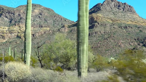 Ajo Mountain Drive, an unpaved dirt road through Organ Pipe Cactus National Monument. Sagurao cactus line the road. USA, Arizona photo