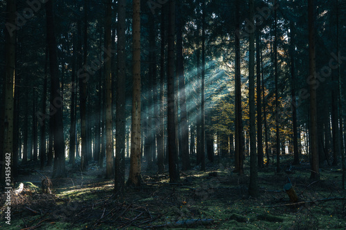 Morning sunlight shines through deep pine tree forests in Lüneburg Heide woodland in Germany