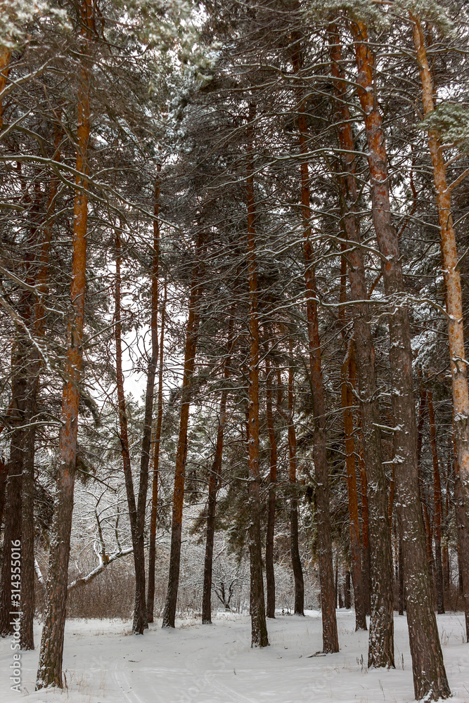 winter forest, tall pines with fluffy branches covered with snow, pine forest winter forest, tall pines with fluffy branches covered with snow, pine forest