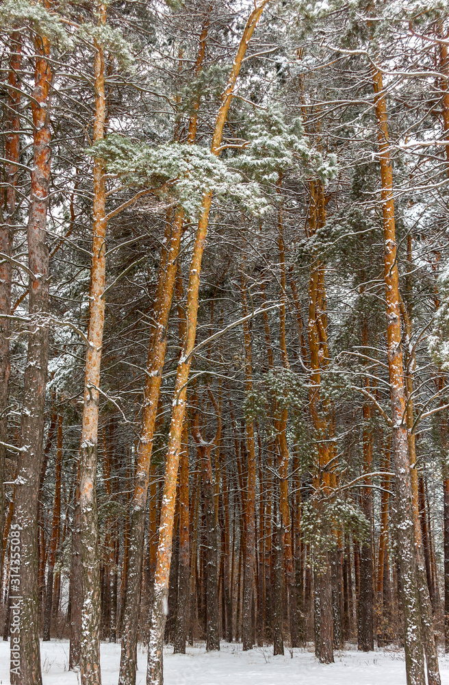Fototapeta premium winter forest, tall pines with fluffy branches covered with snow, pine forest