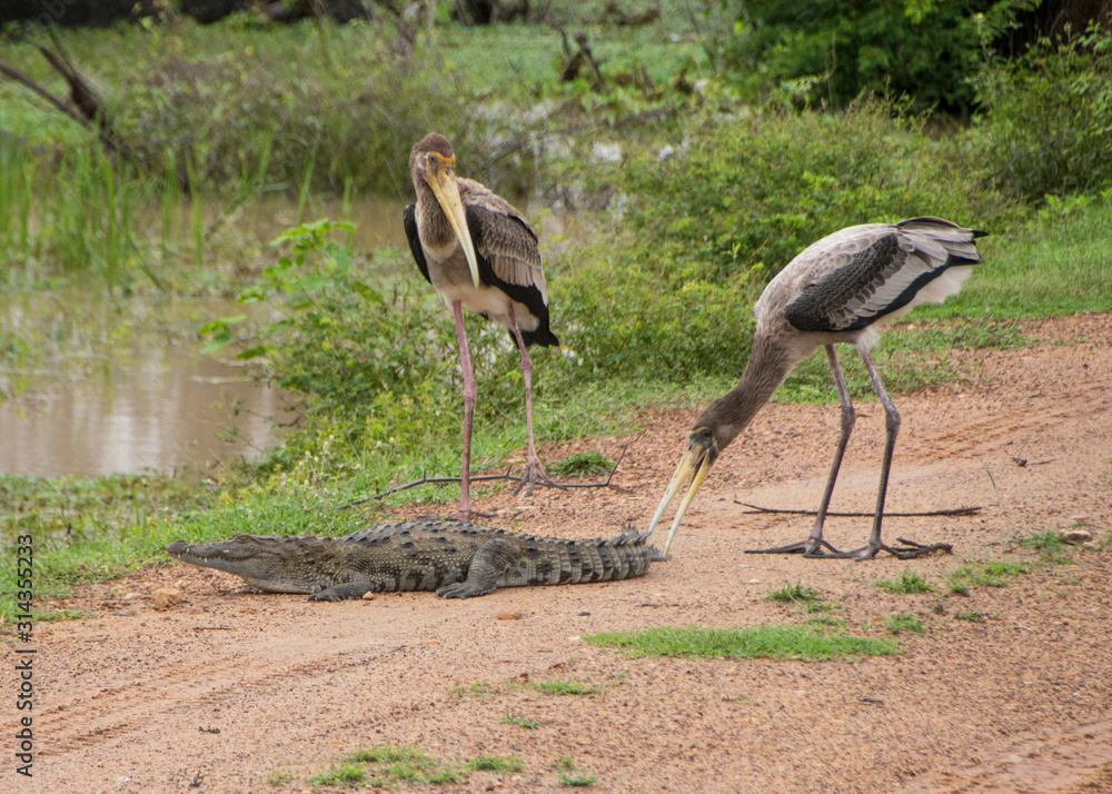 Fototapeta premium Yala National PArk