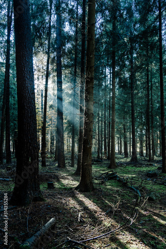 Morning sunlight shines through deep pine tree forests in L  neburg Heide woodland in Germany