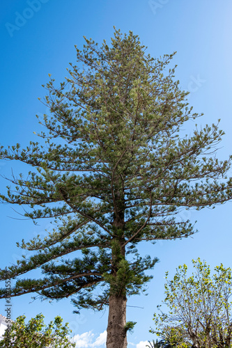 exotic fir tree on blue sky background