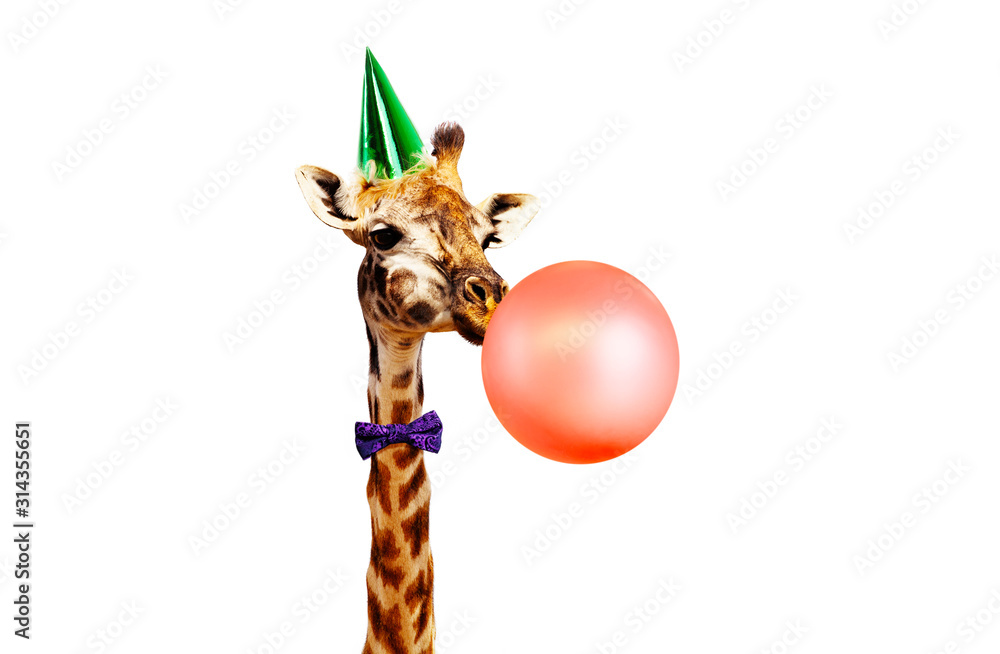 Giraffe blow air balloon birthday party white bg - obrazy, fototapety, plakaty 
