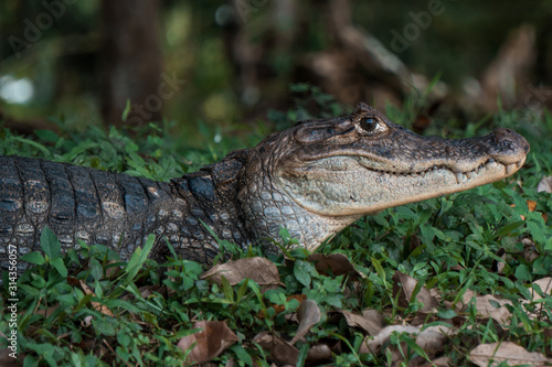 Portrait of alligator in Costa Rica River