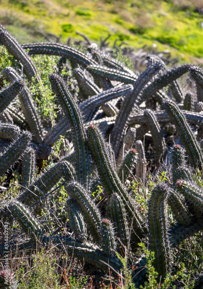 Stenocereus gummosus or Sour Pitaya guarding the entrance of Ensenada