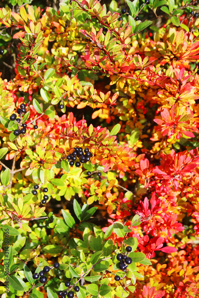 Bright bushes with berries in autumn season Bright bushes with berries in autumn season