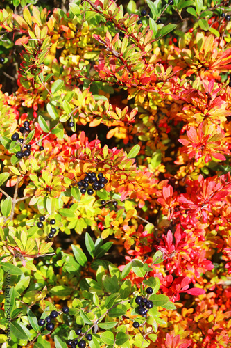 Bright bushes with berries in autumn season