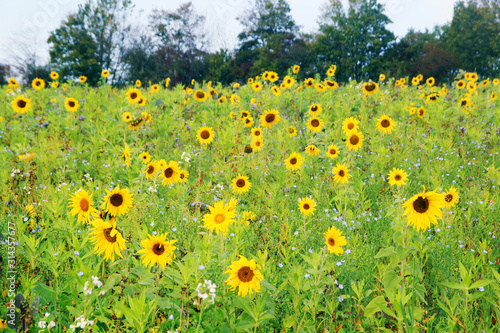 Sunflower field in Baden-Wurttemberg, Germany photo