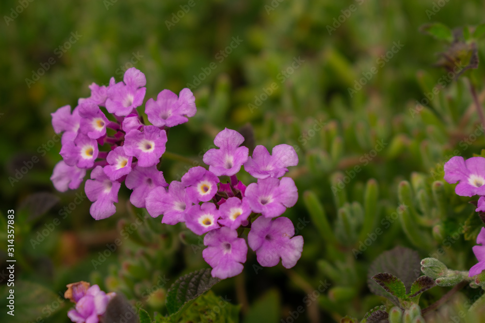 purple flowers in the garden