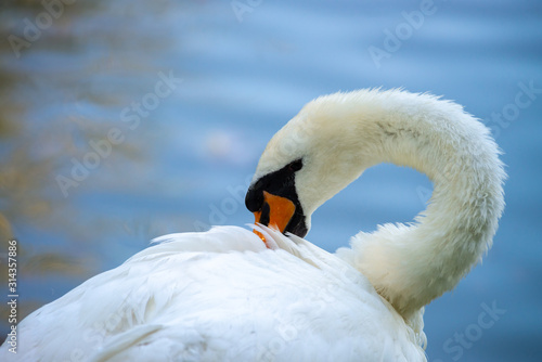Swan nature bird lake summer color water live clean