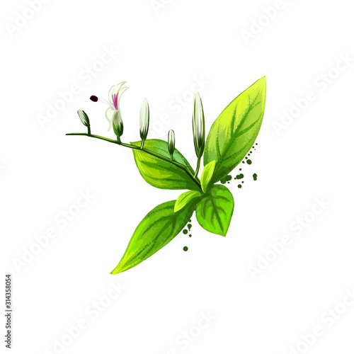Kalmegh - Andrographis paniculata ayurvedic herb, flower. digital art illustration with text isolated on white. Healthy organic spa plant used in treatment, for preparation medicines natural usage