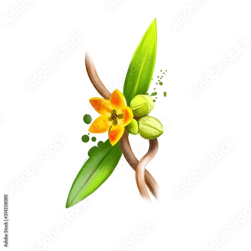 Anantamul - Hemidesmus indicus ayurvedic herb, flower. digital art illustration with text isolated on white. Healthy organic spa plant used in treatment, for preparation medicines for natural usages photo