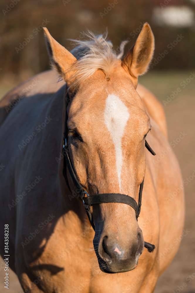 Detail of brown horse head.