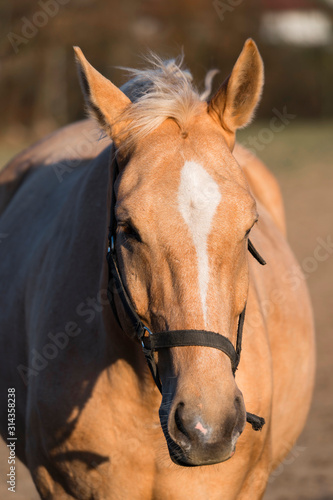 Detail of brown horse head. © lapis2380