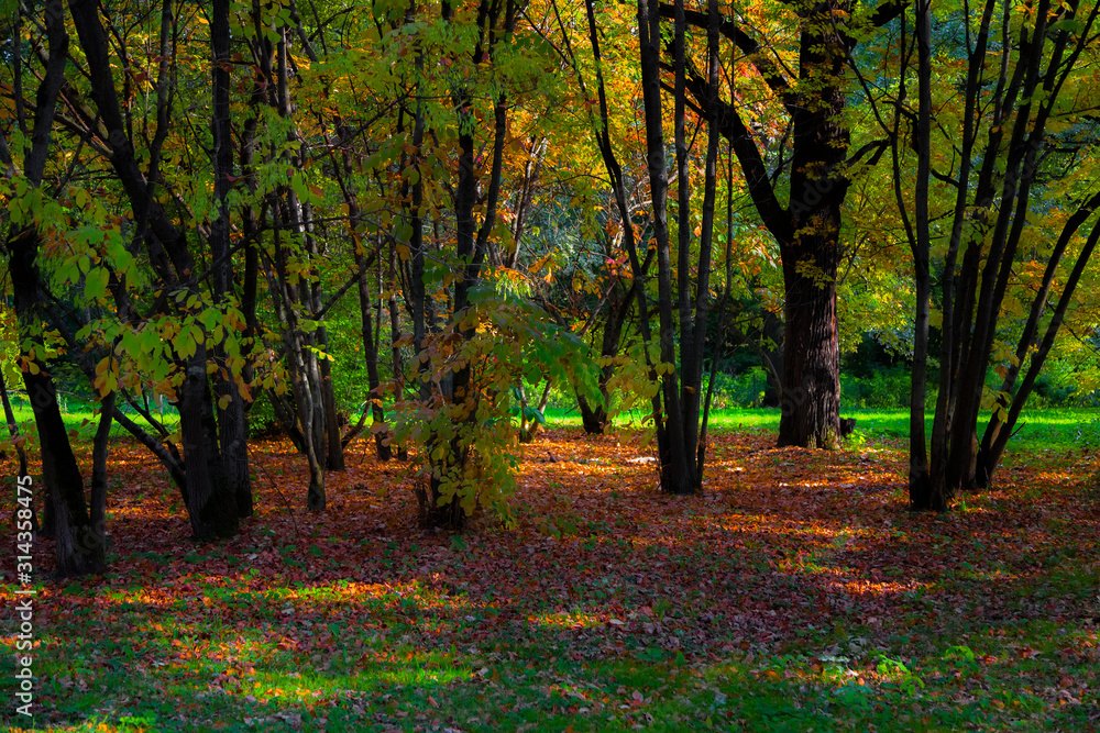 forest glade at the very beginning of autumn