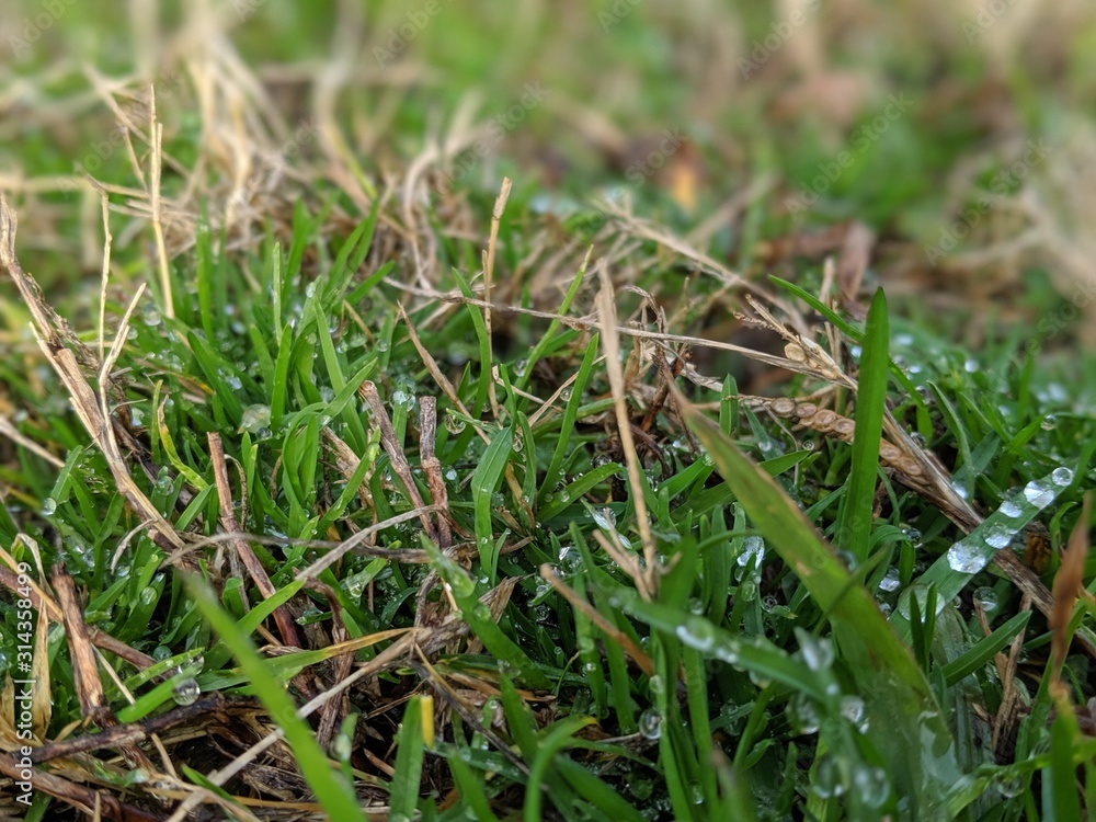 Dew on grass Dew on grass
