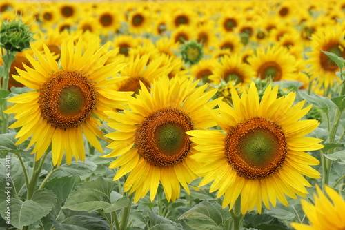 field of sunflowers