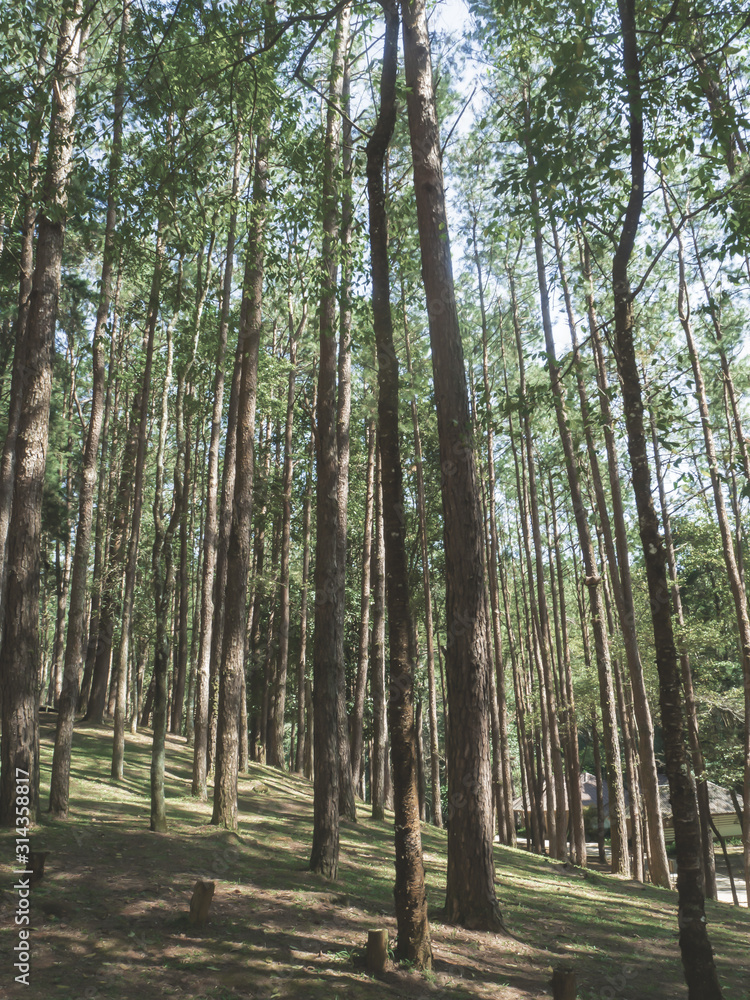 Obraz premium pine forest in Doi Inthanon National Park , Thailand