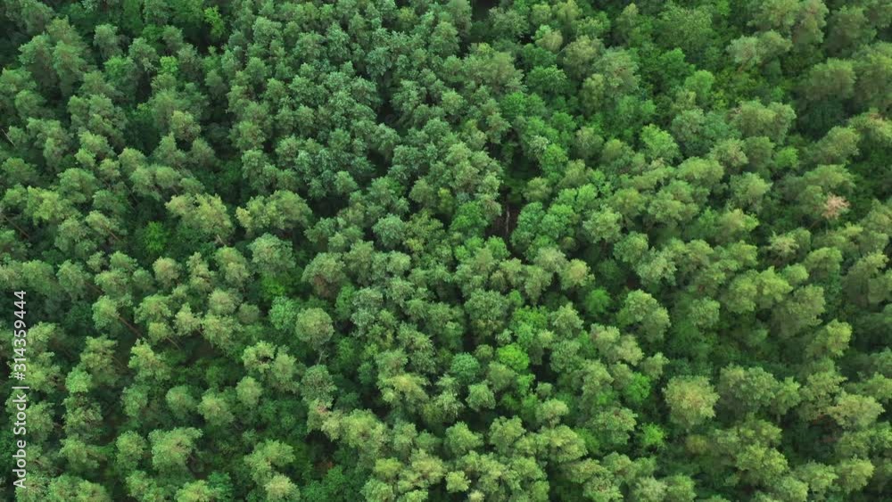 Aerial View Of Green Forest Landscape. Top View From High Attitude In Summer Evening. Natural Backdrop Background Of Coniferous Forest. Drone View. Bird's Eye View Aerial View Of Green Forest Landscape. Top View From High Attitude In Summer Evening. Natural Backdrop Background Of Coniferous Forest. Drone View. Bird's Eye View