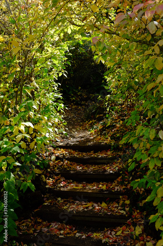 Tree Tunnel  Tilden Park  Oakland  California