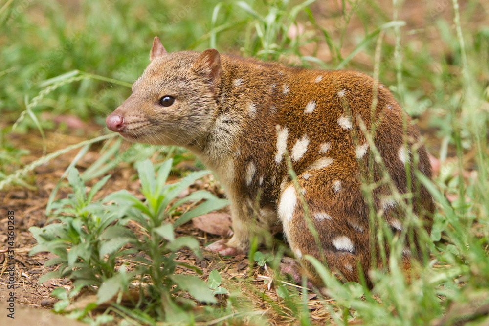 Fototapeta premium Spotted Quoll