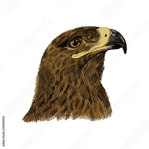 The saker falcon Falco cherrug colorful vector illustration. Eagle hand drawn sketch drawing. Bird for falconry, wildlife animal, falcon head portrait