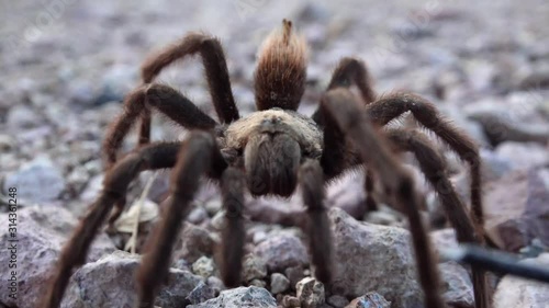 Arizona Blond Tarantula (Aphonopelma chalcodes) mature male running on the ground. Arizona, USA photo