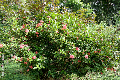 Buisson ardent ou flamme de la jungle au jardin botanique de Cayenne en Guyane française
