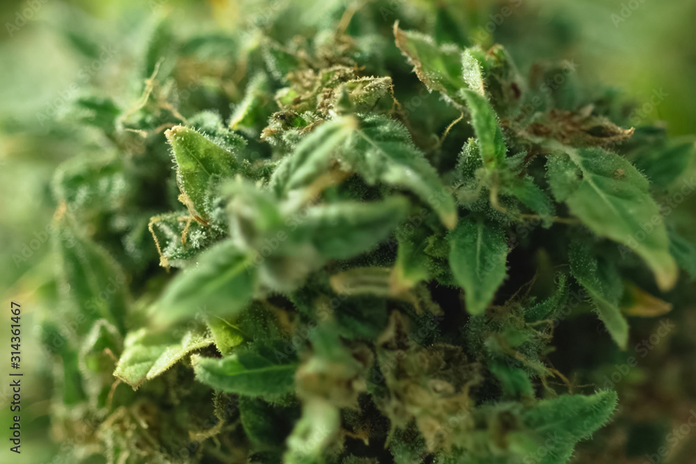 Macro photo of hemp inflorescence tips, thc crystals on cannabis shoots. Macro photo of hemp inflorescence tips, thc crystals on cannabis shoots.