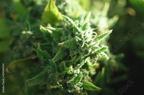 Macro photo of hemp inflorescence tips, thc crystals on cannabis shoots.