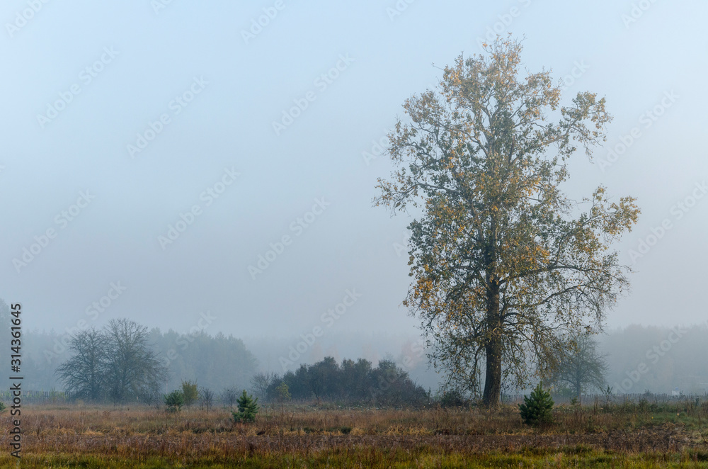 Fototapeta premium early morning autumn landscape, lonely birch in the fog