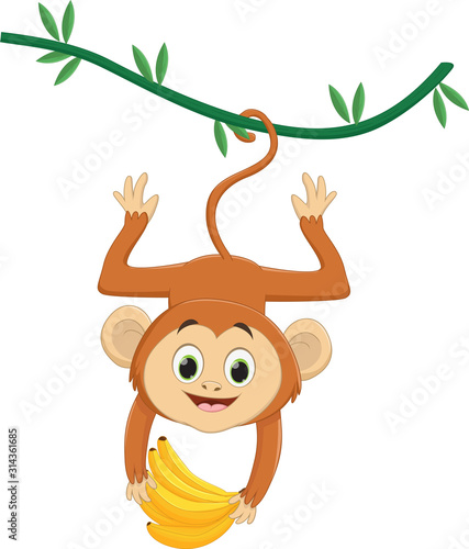  cute  monkey hanging and holding banana