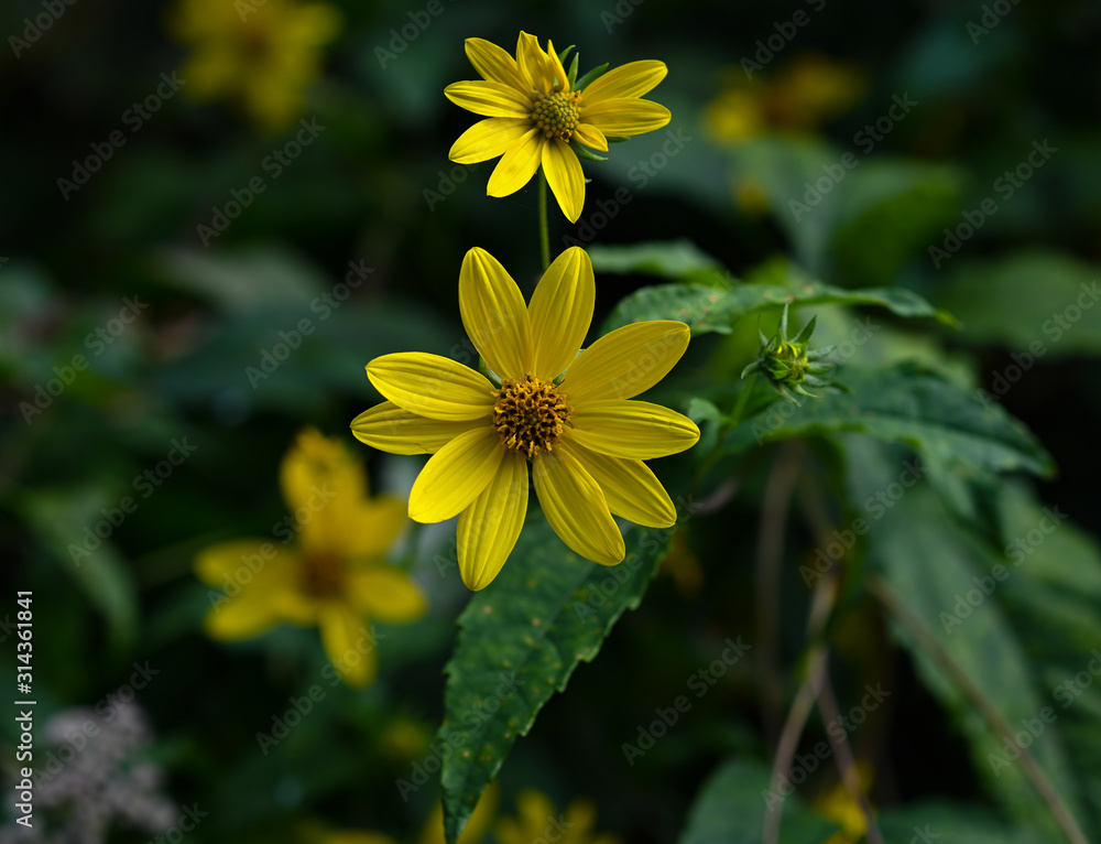 Obraz premium Yellow flower