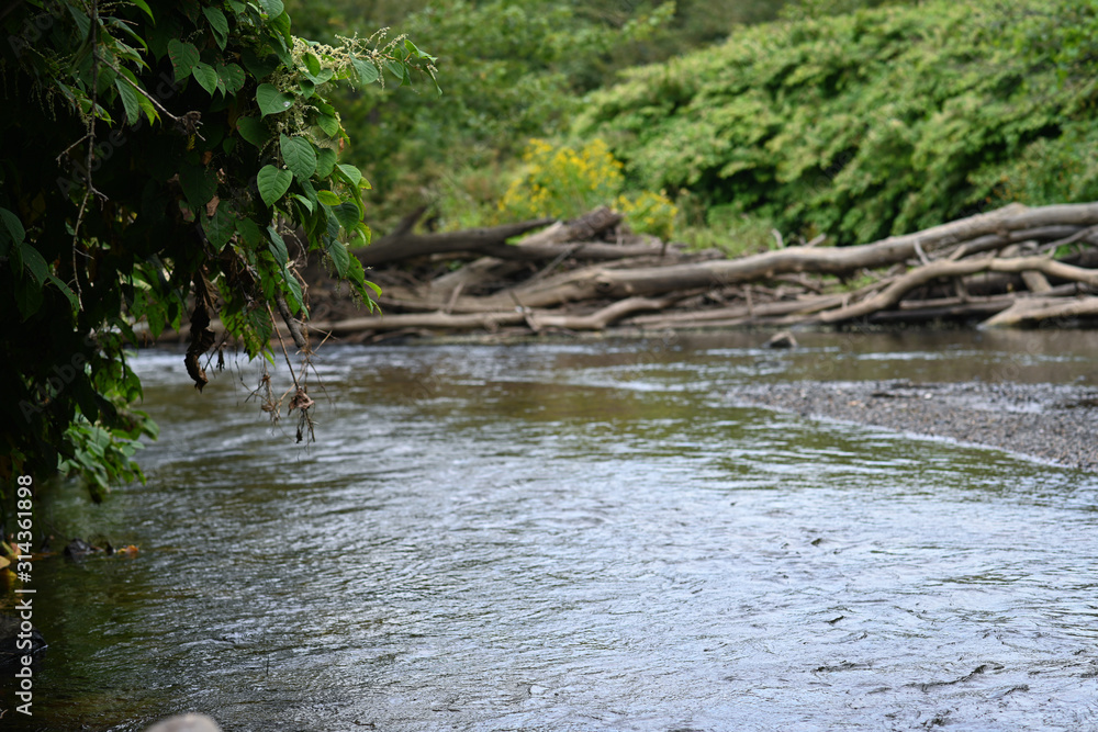 Flowing river through green brush