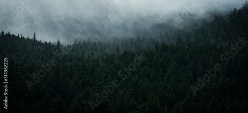 Mist floats over the tree tops