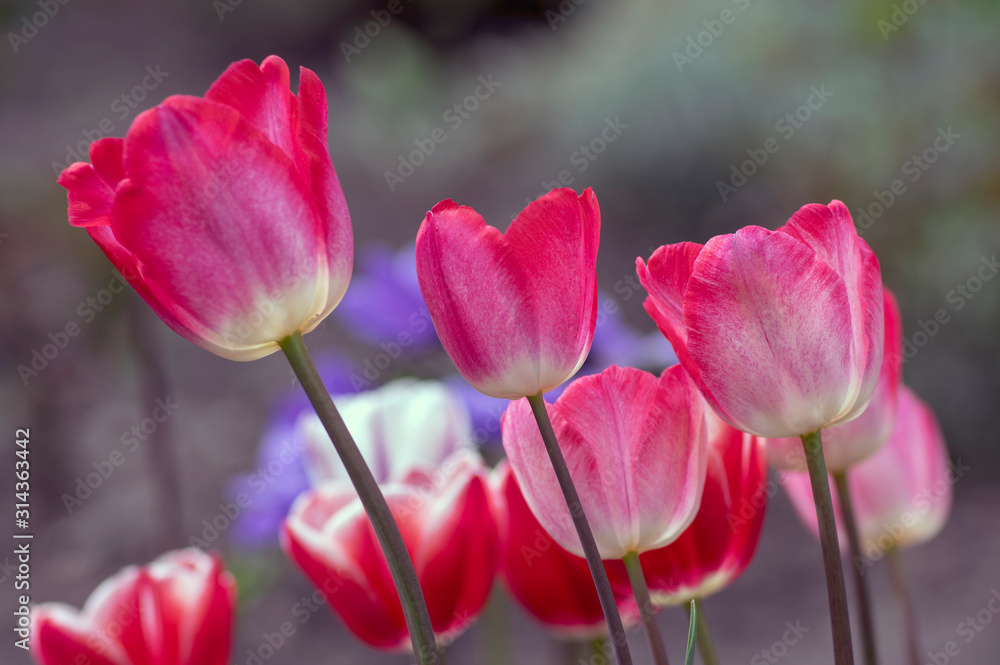 Fresh flowering tulips in springtime garden, beautiful early tulipa gesneriana flowers in bloom, various colors, flowers bunch Fresh flowering tulips in springtime garden, beautiful early tulipa gesneriana flowers in bloom, various colors, flowers bunch
