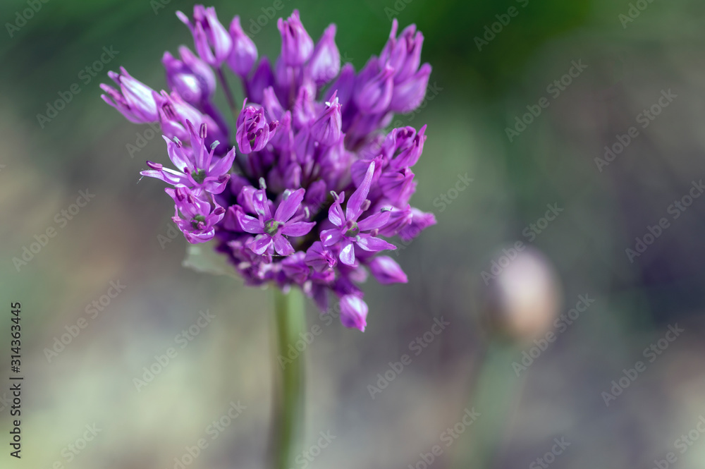 Obraz premium Allium hollandicum flowering springtime plant, group of purple persian ornamental onion flowers in bloom